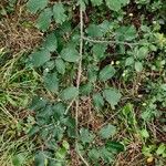 Rubus winteri Habitus