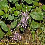 Allium coloratum Sonstige