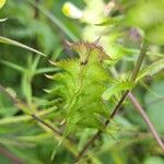 Melampyrum cristatum Fruit