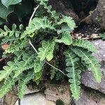 Asplenium ceterach Листок