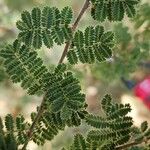 Acacia raddiana Leaf