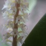 Polystachya polychaete Flower