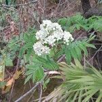 Sorbus aucupariaফুল