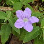 Ruellia beddomei