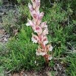 Orobanche crenata Kvet