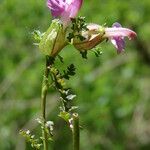 Pedicularis sylvatica Flower