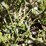 Euphorbia sulcata Leaf