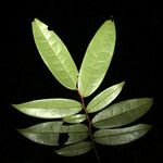Oxandra xylopioides Leaf
