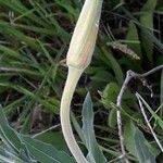 Oenothera affinisFlower