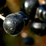 Ligustrum vulgare Fruchs