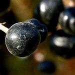 Ligustrum vulgare Fruit