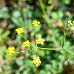 Bupleurum falcatumКветка