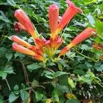 Campsis radicans花