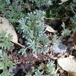 Artemisia granatensis অভ্যাস