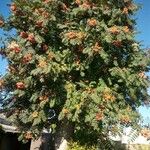 Sorbus aucupariaЛист