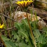 Taraxacum obovatum पत्ता