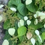 Hydrangea hydrangeoides Hoja