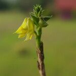 Polystachya bennettiana Flor