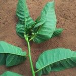 Milicia excelsa Leaf