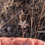 Drimia fugax Flower