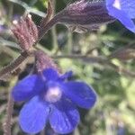 Anchusa azurea花