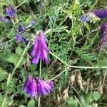 Vicia villosaFlor