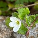 Veronica cymbalariaKukka