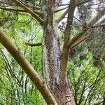 Pinus heldreichii Hábito