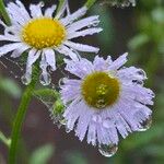 Erigeron speciosus പുഷ്പം