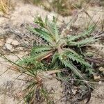 Neotorularia torulosa برگ