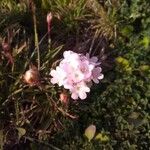 Armeria maritimaFlower