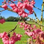 Euonymus europaeusBlodyn