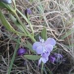 Rotheca myricoides फूल