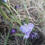 Rotheca myricoides Flower