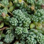 Sedum dasyphyllum 葉