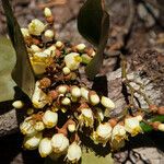 Sarcolaena multiflora Flor