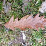 Quercus cerris Blad