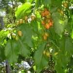 Bunchosia glandulifera Plante entière