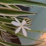 Chlorophytum comosum Kwiat