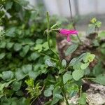 Salvia buchananii Blüte