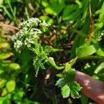 Berula erecta Foglia