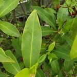 Illicium floridanum Leaf