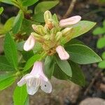 Rhododendron hirsutum Žiedas