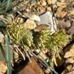 Eustachys paspaloides Fiore