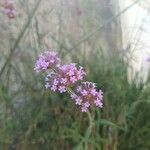 Verbena bonariensisFlor