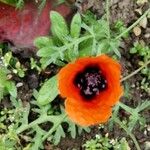 Papaver argemone 花