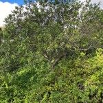 Santalum haleakalae Habitat