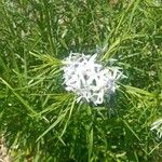 Amsonia hubrichtii Квітка