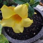 Allamanda cathartica 花