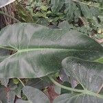 Spathiphyllum cannifolium Leaf